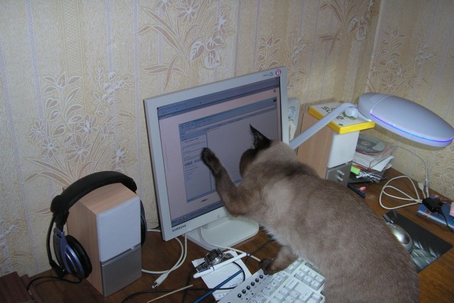 Котовторник на ЯПлакалъ (27.05.08), прикольные коты, добавляем свои!