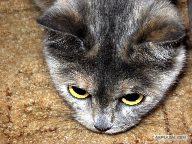 Котовторник на ЯПлакалъ (10.06.08), прикольные коты, добавляем свои!