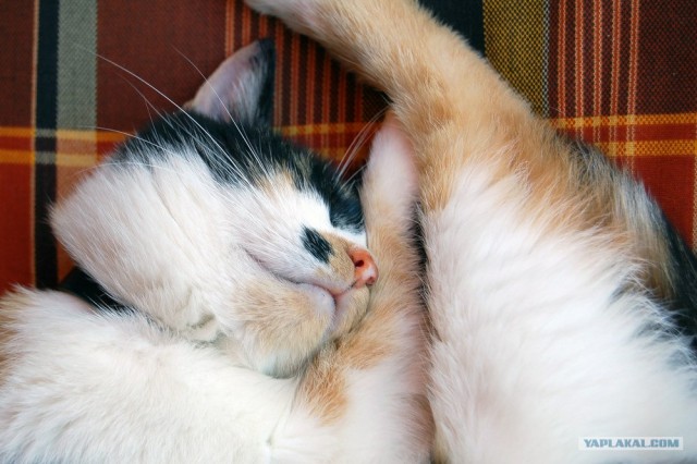 Внимание! На ЯПе КОТОВТОРНИК. 23.09.08.