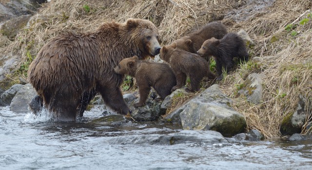 Медведица Самапятая: открытие рыболовного сезона с медвежатами