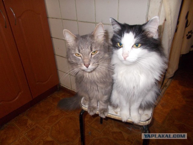 Котовторник  31.07.2018