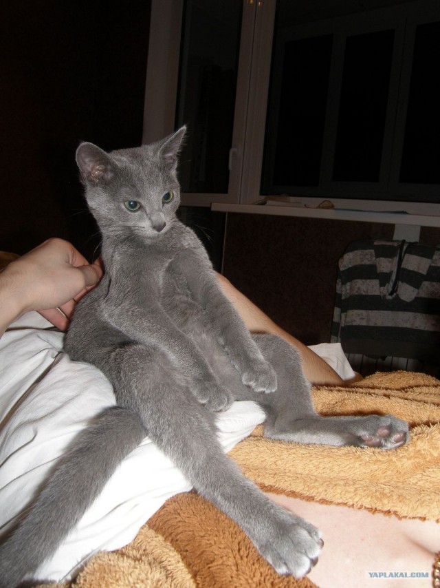 Ну что, котовторник?