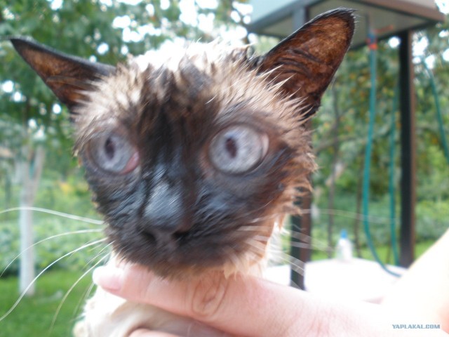 Котовторник на горячее - 20.07.2010