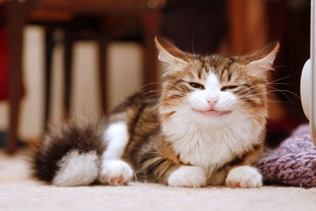 Профессиональный котовторник