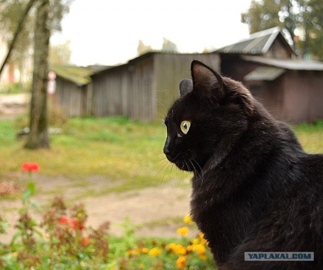 Первый котовторник октября