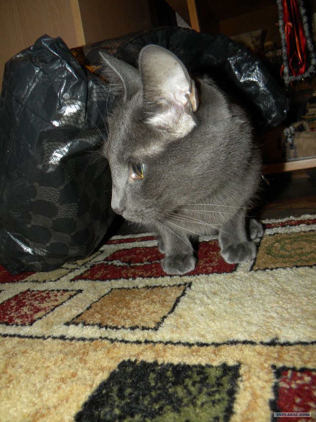 Котовторник (31.01.2012)