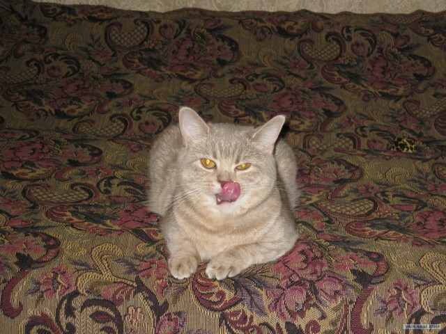 Котовторник 17.04.2012