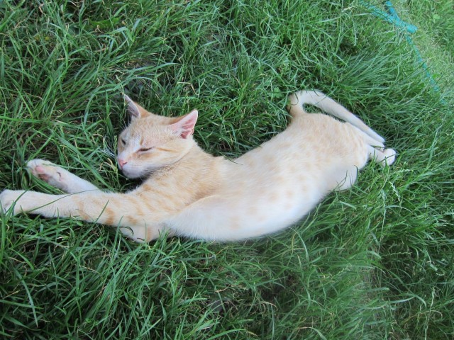 Котовторник на 26.06.12