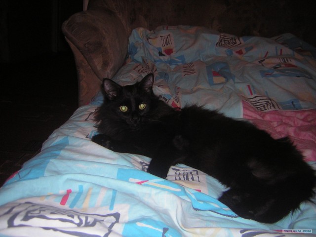 Котовторник 10. 07. 2012