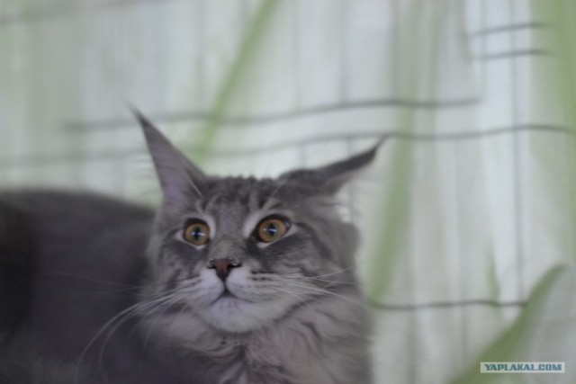 Котовторник 24.07.2012