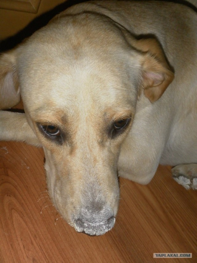 Собакочетверг