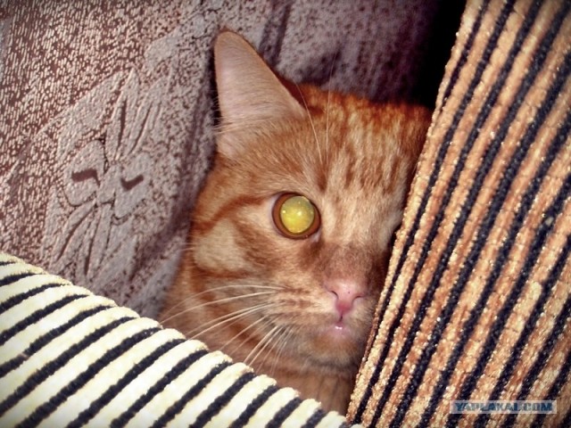 Котовторник 30.10.2012