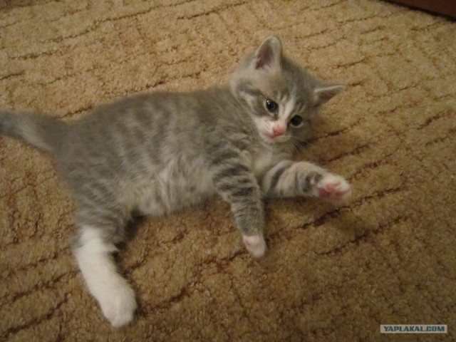 Котовторник 12.02.13