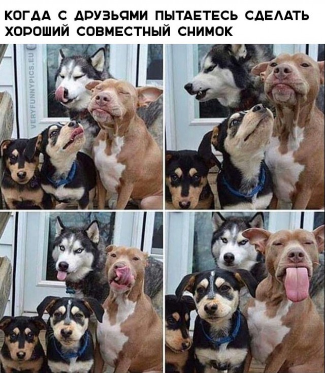 Живность из сети