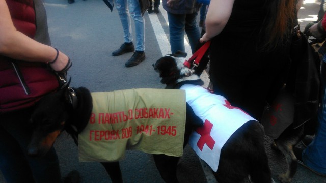 По центру Нижнего Тагила провезли клетку с «пленным немцем» и собаками