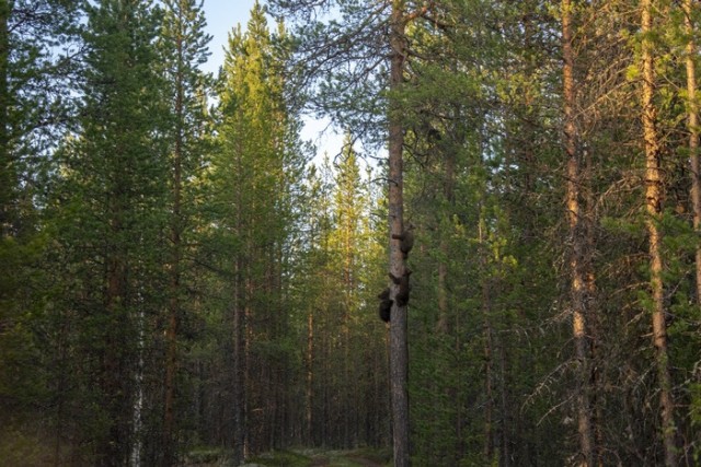 Живность из сети
