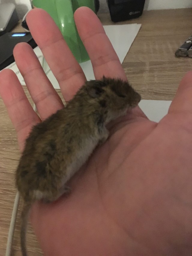 Куриные грудки в беконе