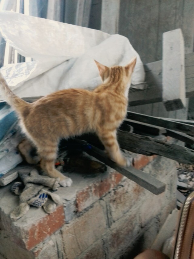 Забавные фото котеек