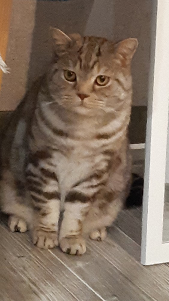Котовторник 28.01.2020
