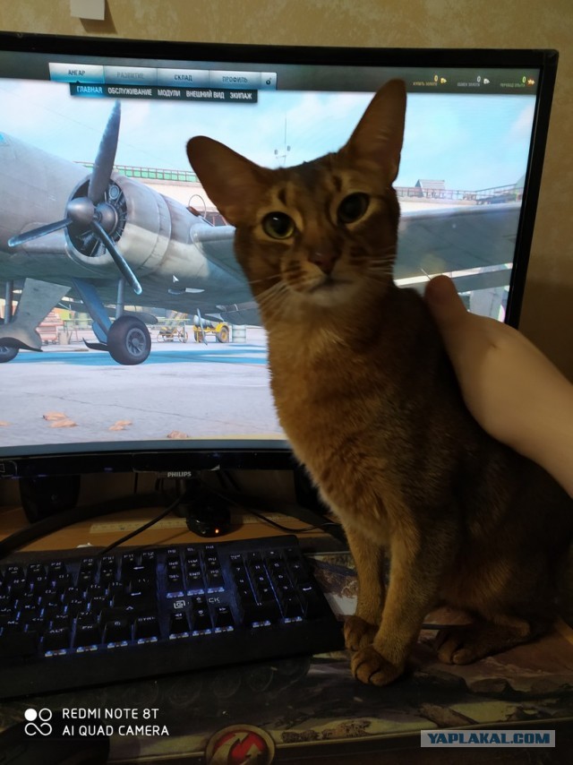 Котопост