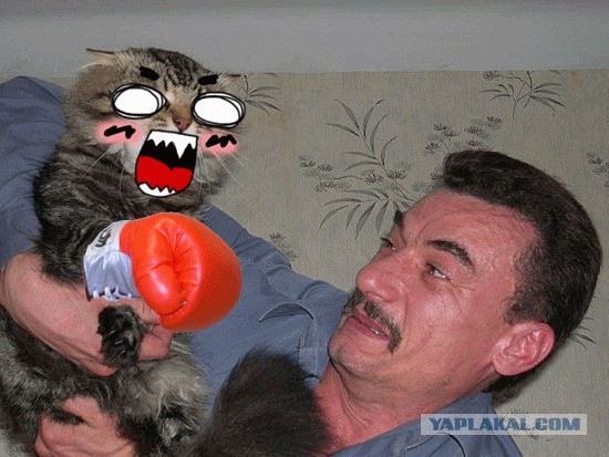 Злой кот