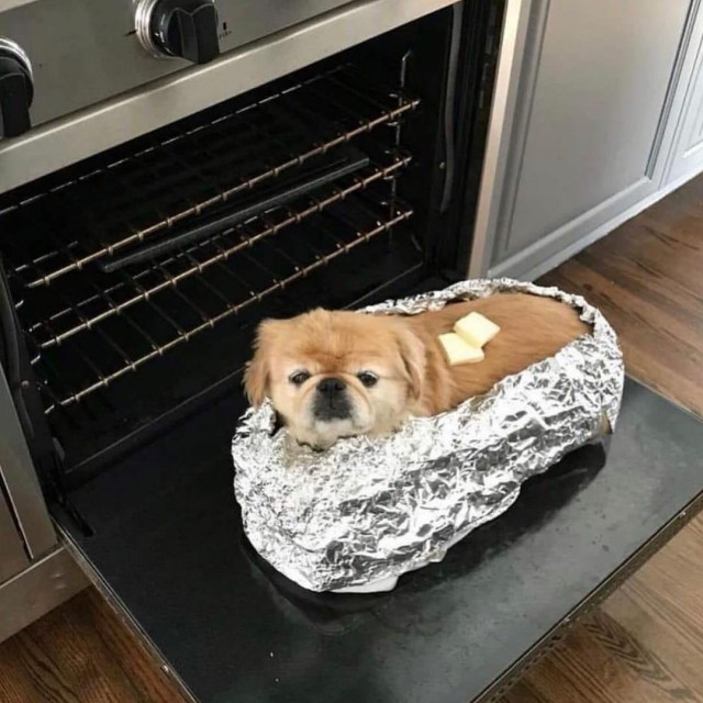 Эти забавные животные