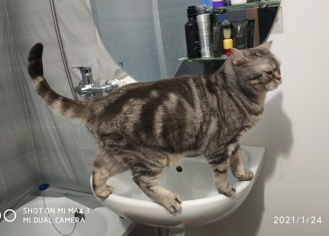Котовторник. Добавляйте своих