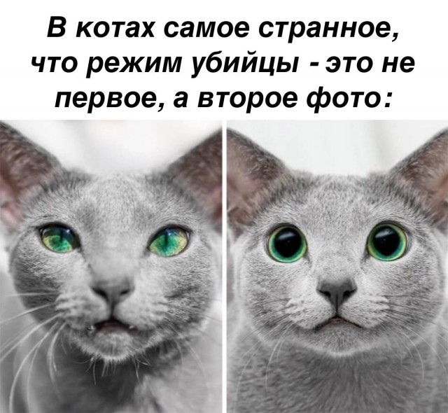 Кретинизмы из сети 03.02.21 Night Edition
