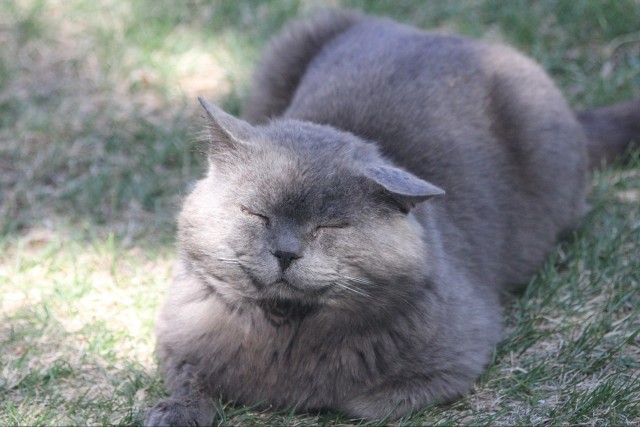 Уличные котаны