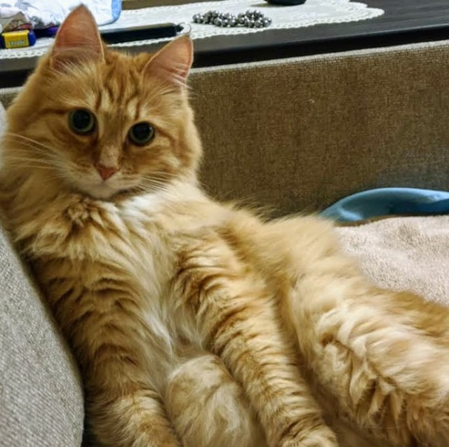 Котовторнику быть!