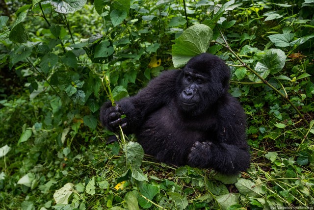 Уганда: самая настоящая Африка с гориллами и носорогами!