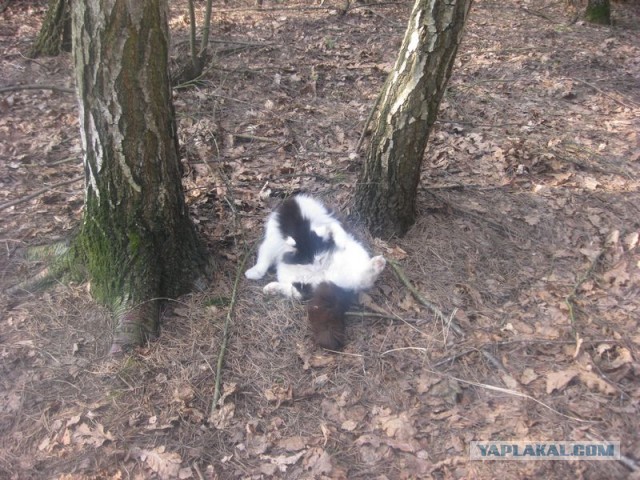 Жизнь домашнего приюта для котеек 335