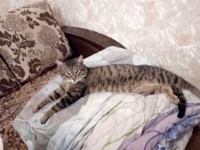 С котовторником!