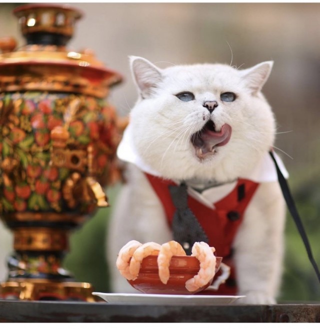 Разные котики