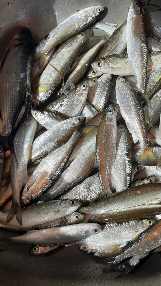 Как я в субботу за корюшкой ездил. Рыболовный пост. Фотоотчет