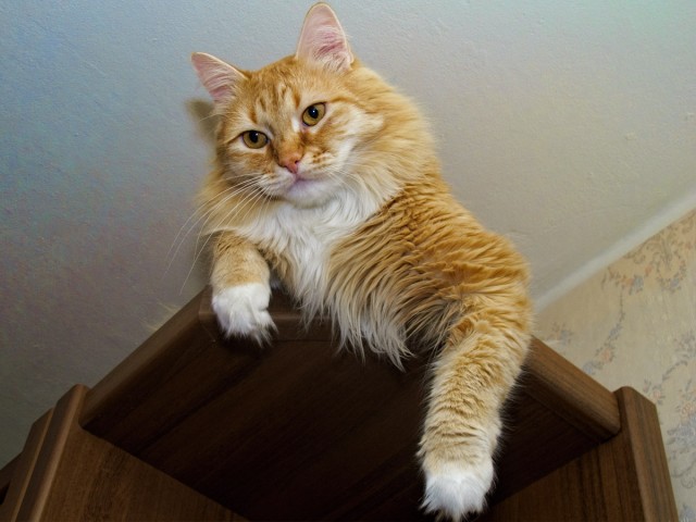 Господа и дамы ЯПа! Котовторник у нас начался! Отойдите от политоты и давайте котиков побольше!