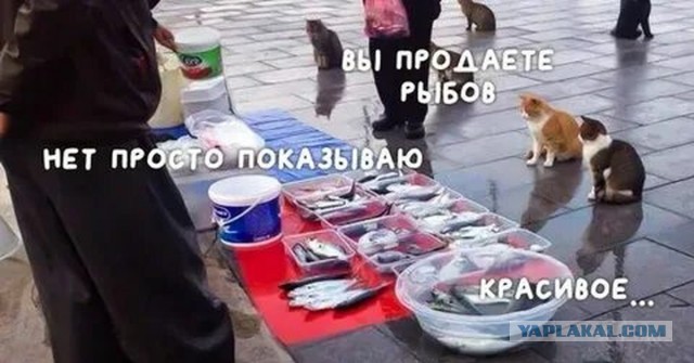 Кушай Вася!
