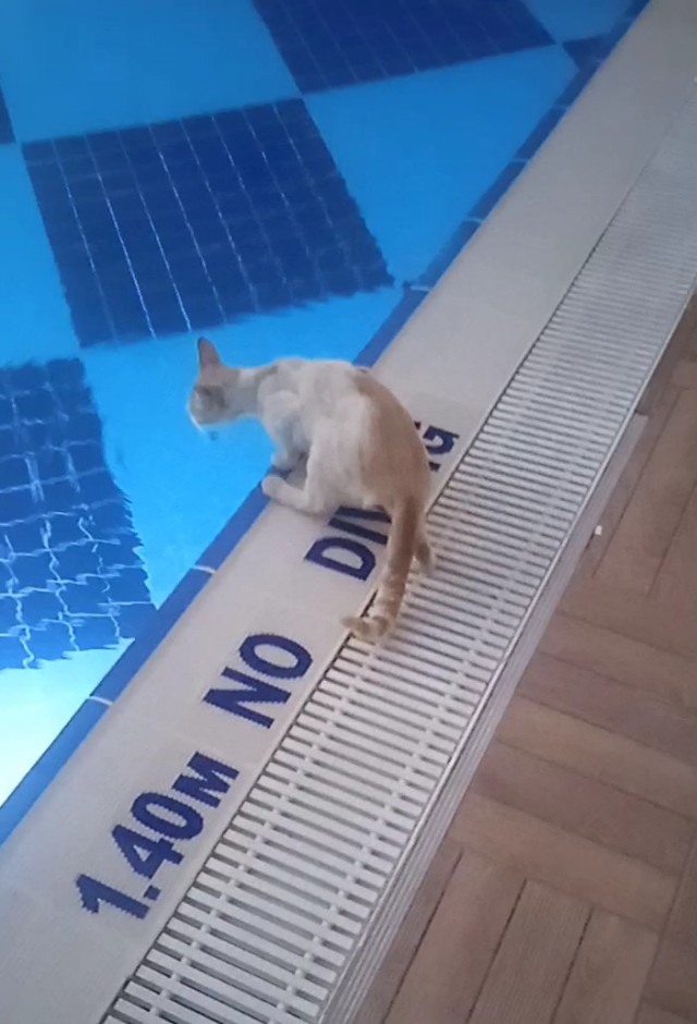 Стамбульские коты