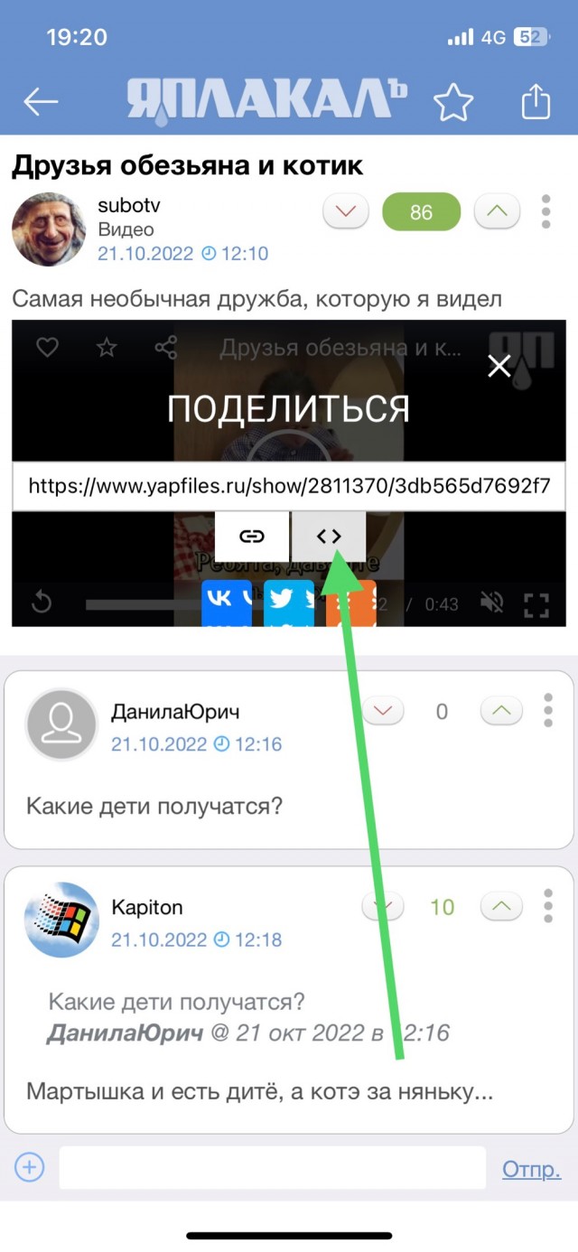 Друзья обезьяна и котик