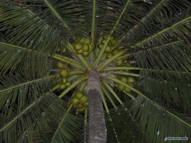 Немного Тая