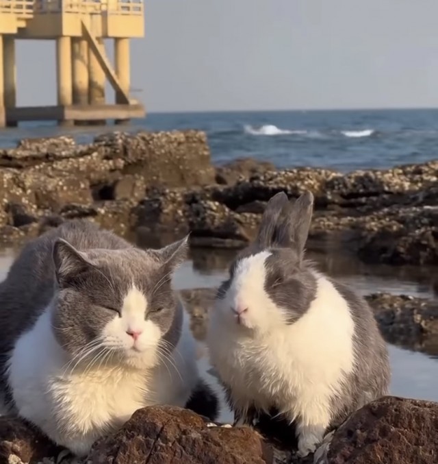 Коту Степану бабу привели