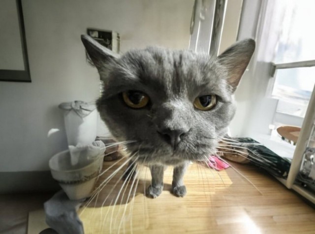 Голова на ножках