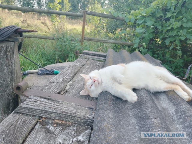 Жизнь домашнего приюта для котеек 461
