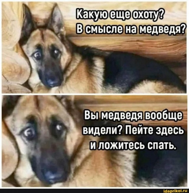 На Камчатке спасают пса, который защитил хозяина от четырёх медведей