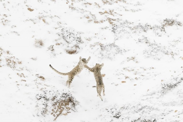 Объявлены победители конкурса фотографий дикой природы Nature Photographer of the Year 2024: полюбуйтесь на 20 лучших работ