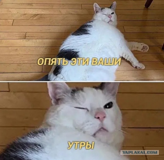 Кому не спитЬся, ну или деградируем вместе..
