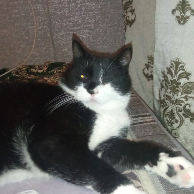 А где котики, сегодня же вторник!