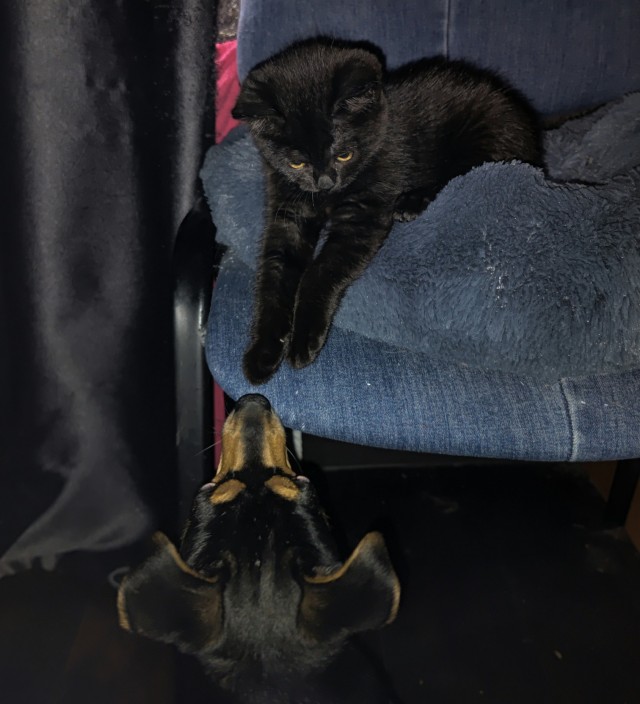 Котовторник.