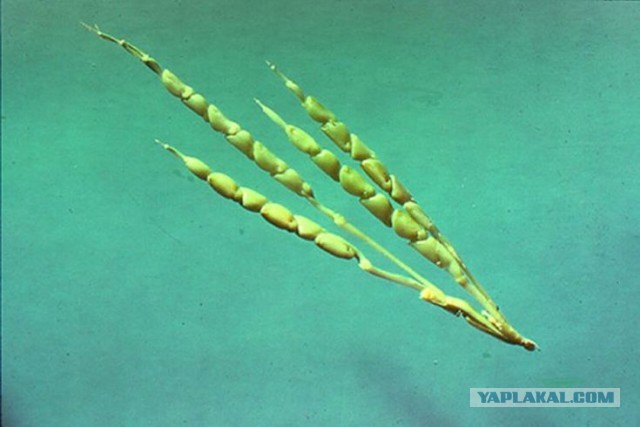 Неизвестное вымирание 13000 лет назад