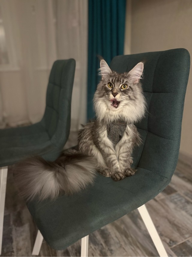 Котовторник.Наши модели